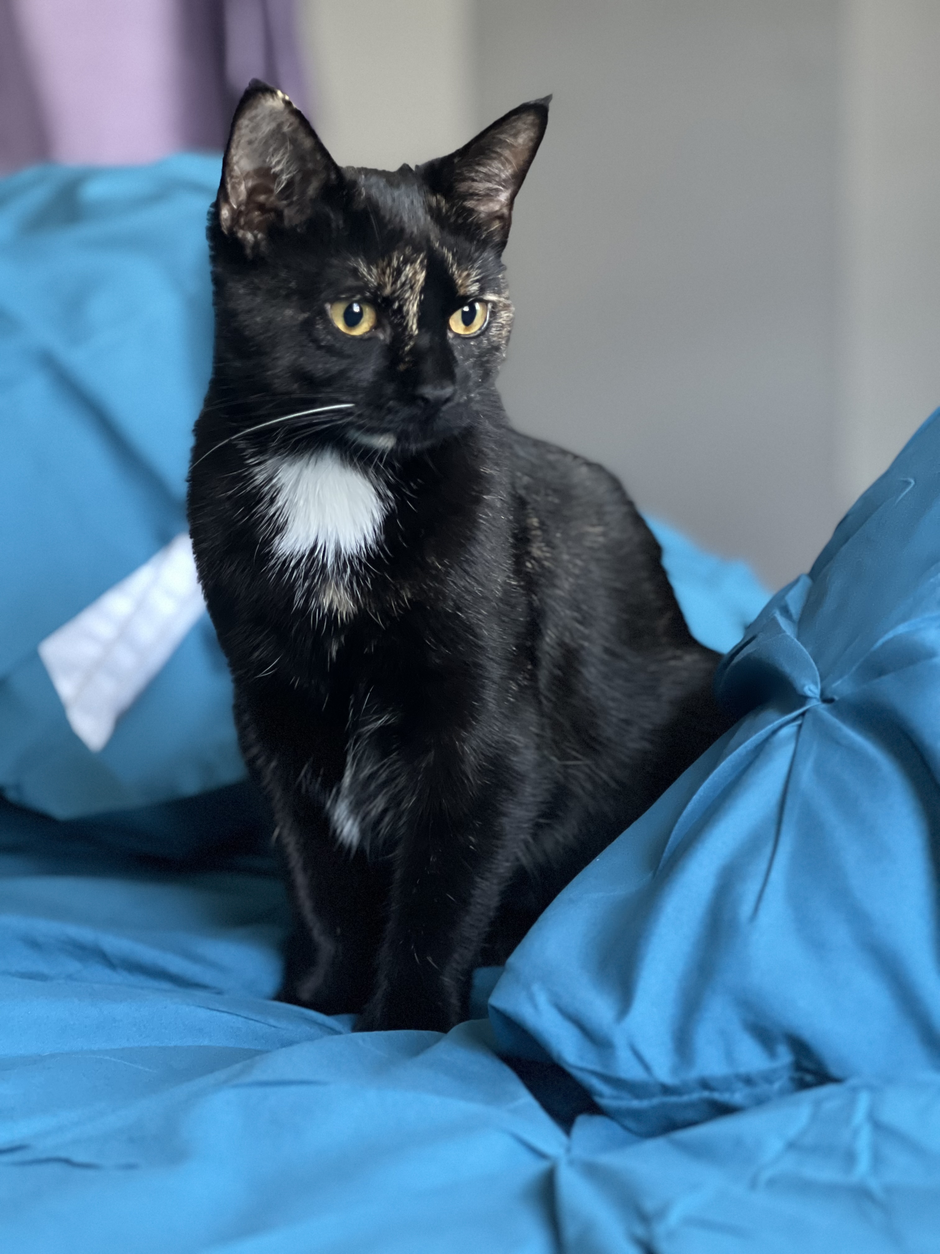 Onix the cat